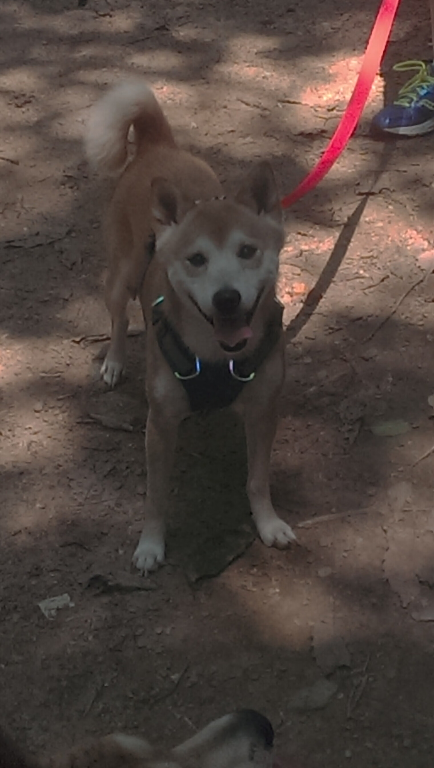 AI智能分析辅助球队战术制定，战术多元化升级