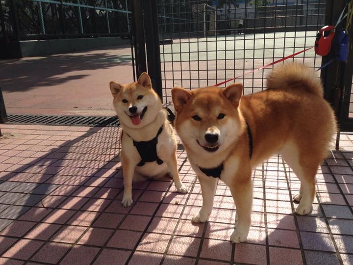 “马科斯·梅特罗的技巧与视野,成为阿根廷美洲狮队的关键人物”