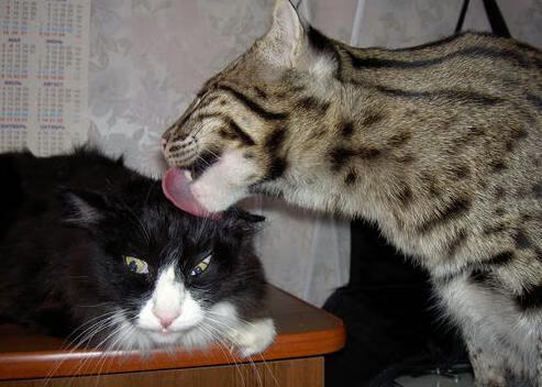 “马科斯·梅特罗的技巧与视野,成为阿根廷美洲狮队的关键人物”