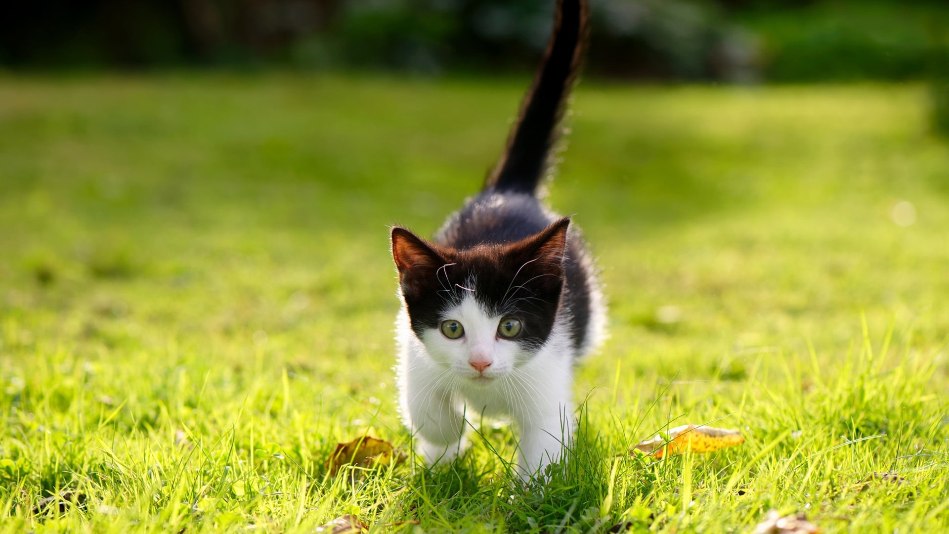 APP下载 LY Sports-中超俱乐部构建一体化梯队体系夯实后备力量基础，中超俱乐部梯队要求