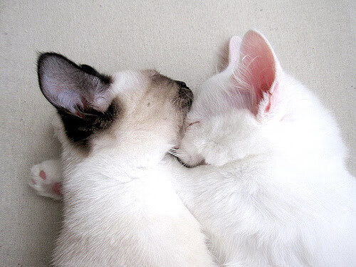 体育博览会展示最新科技成果,体育博览会展示最新科技成果有哪些