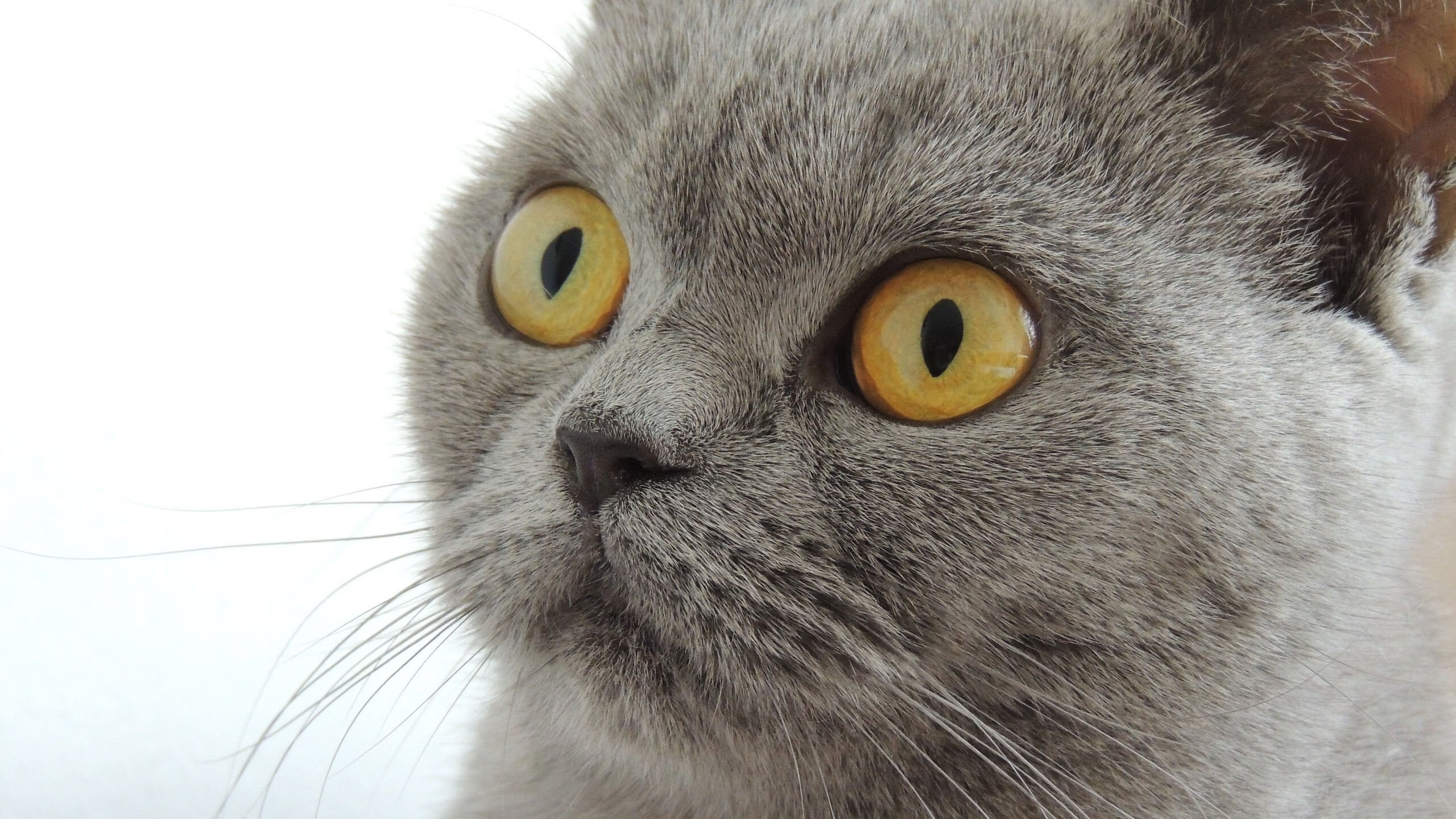 乐鱼官方登录入口-希腊混合泳展现全能技术实力，希腊花样游泳5人感染