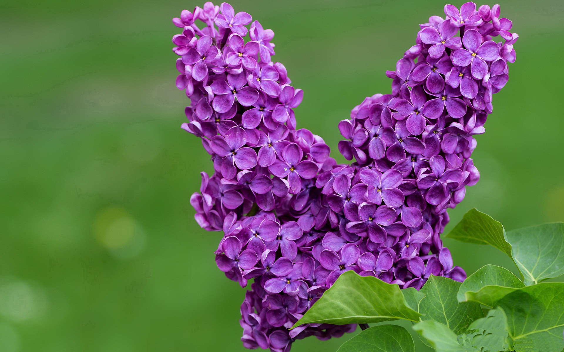 德甲强队对垒:攻防转换中的策略较量,德甲打法