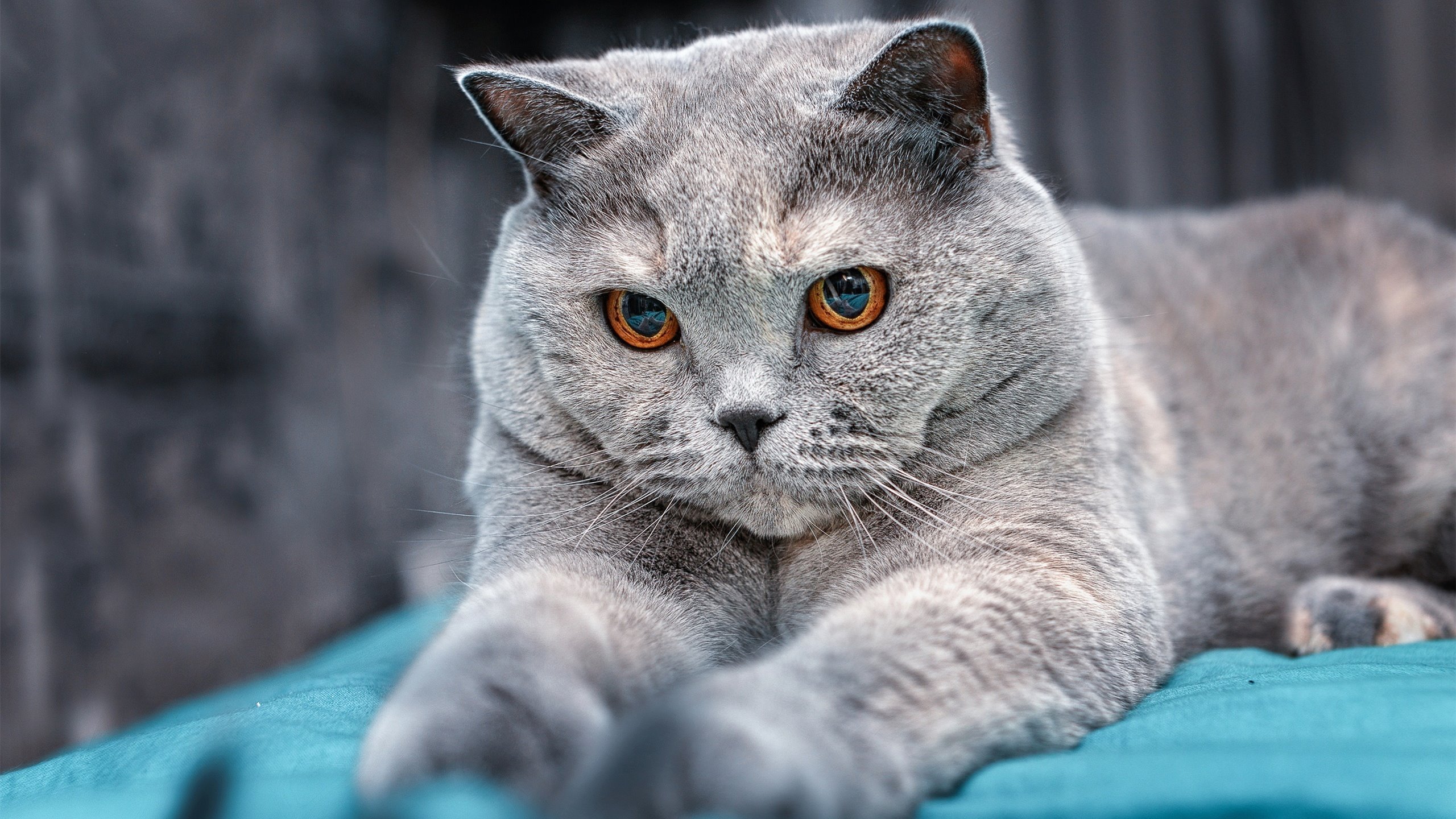 水球攻防转换奥地利行云流水