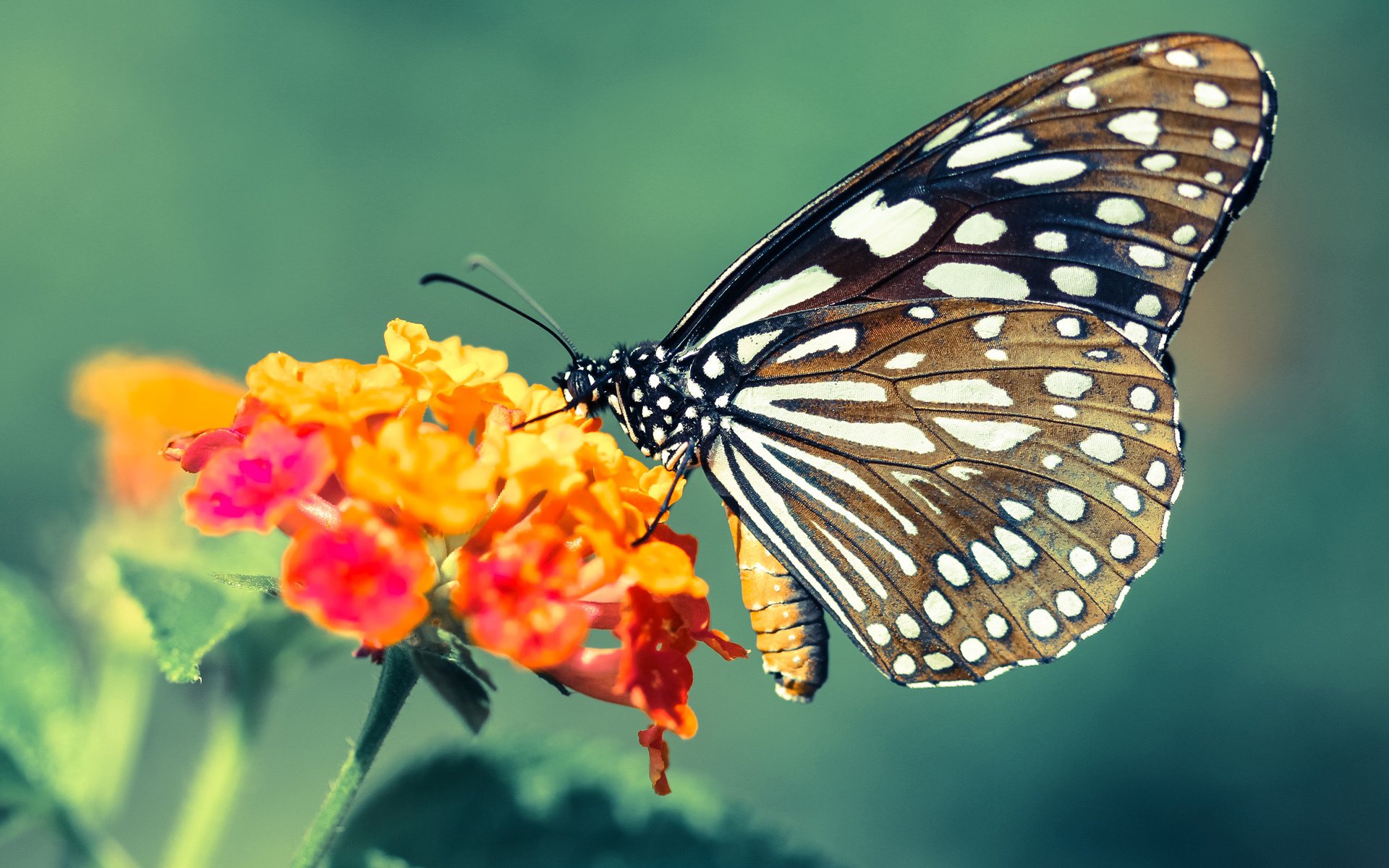 乐鱼（LEYU）体育-法国混合接力赛道表现亮眼，法国混双组合