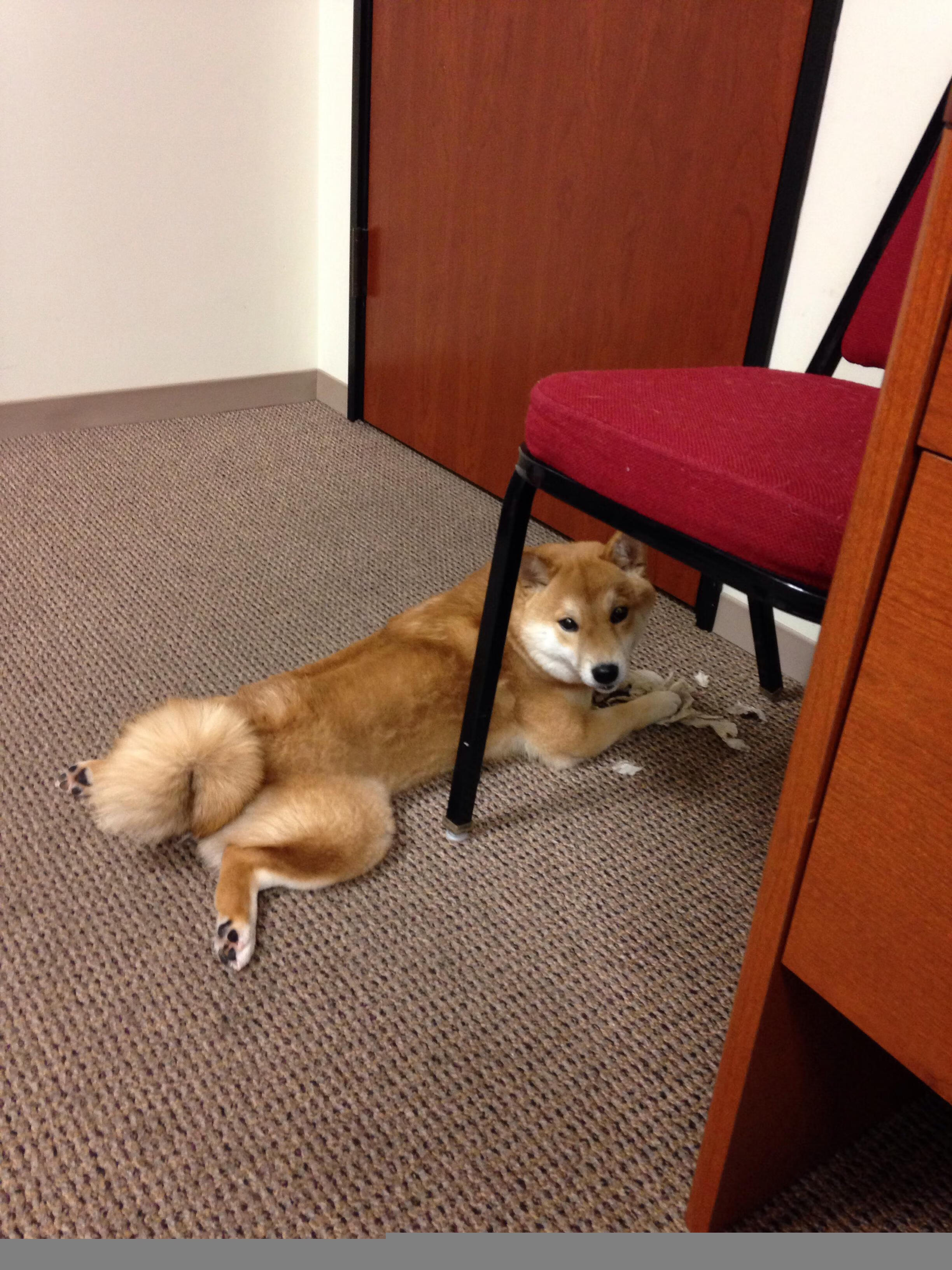 突尼斯男篮在非洲锦标赛中继续冲击最高奖牌