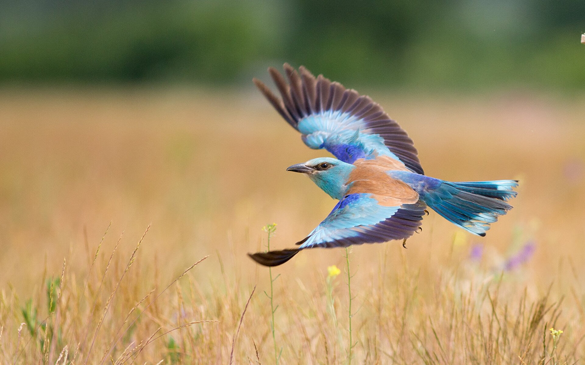 乐鱼体育平台app下载-英超最终冲刺：悬念、激情、荣耀！，“英超”